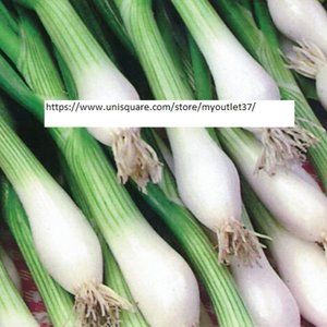 White Lisbon Bunching Onion Seeds - Vegetable Seeds - BOGO